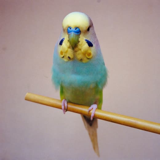 Budgerigar on a perch